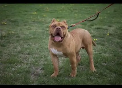 a american bully dog on a leash