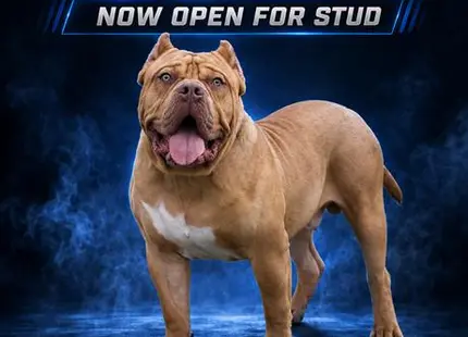 a american bully dog with its mouth open