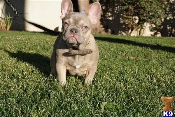 French Bulldog puppy for sale