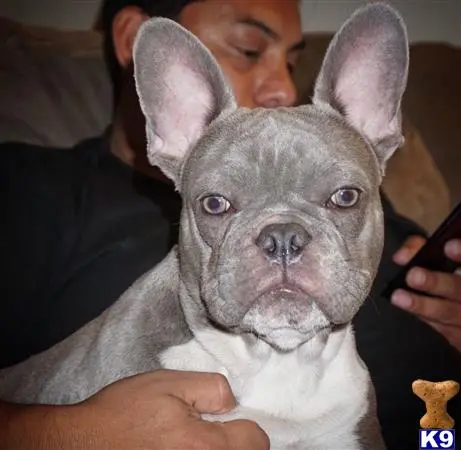 French Bulldog stud dog