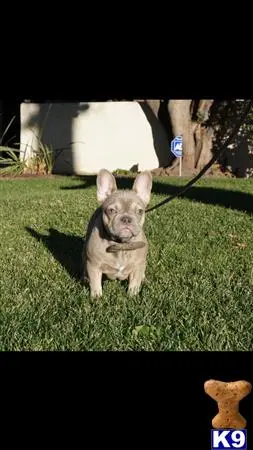 French Bulldog puppy for sale