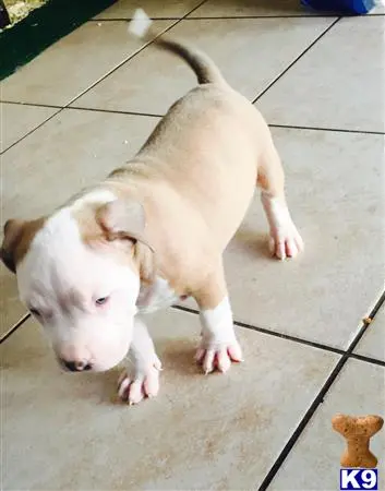 American Pit Bull puppy for sale