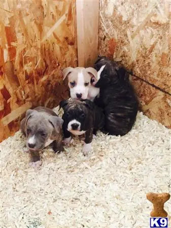 American Pit Bull puppy for sale