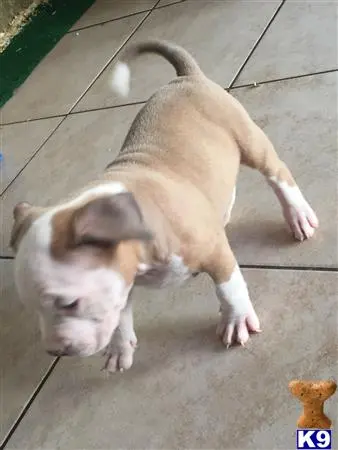 American Pit Bull puppy for sale