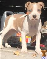american pit bull puppy posted by bullys2012
