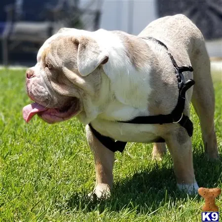 Old English Bulldog stud dog