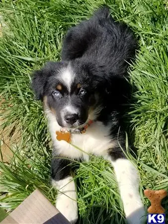 Australian Shepherd stud dog