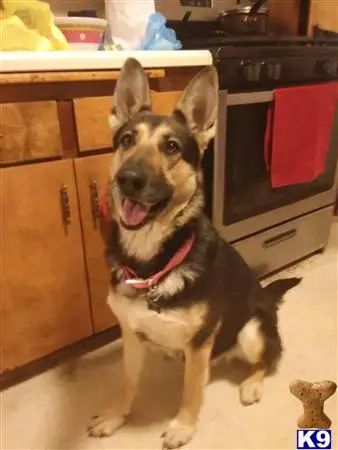 German Shepherd female dog