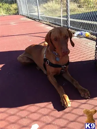 Vizsla stud dog