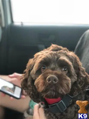 Cockapoos stud dog