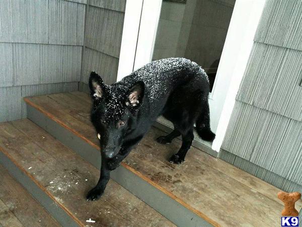 German Shepherd