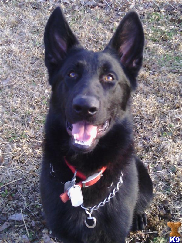 German Shepherd stud dog