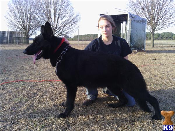 German Shepherd stud dog