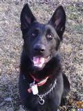 German Shepherd stud dog: Black German Shepherd sitting outdoors with a happy expression