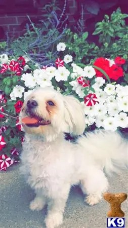 Maltese female dog