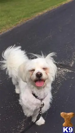 Maltese female dog