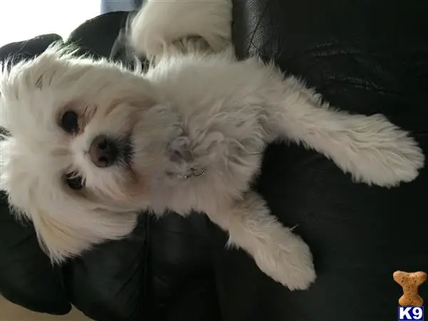 Maltese female dog