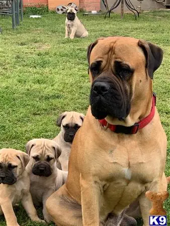 Bullmastiff stud dog: a bullmastiff dog sitting in a grassy area with other bullmastiff dogs around it