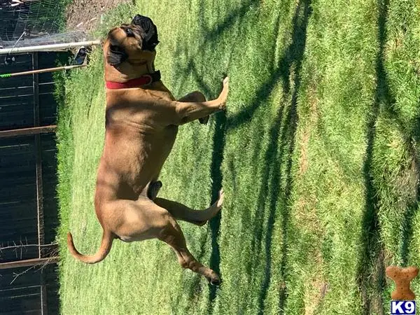Bullmastiff stud dog: a bullmastiff dog standing on its hind legs