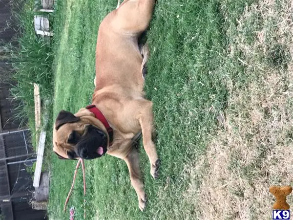 Bullmastiff stud dog: a bullmastiff dog on a leash