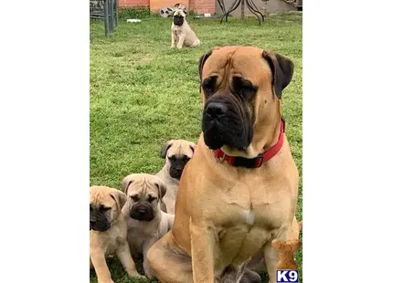 Bullmastiff stud dog: a bullmastiff dog sitting in a grassy area with other bullmastiff dogs around it