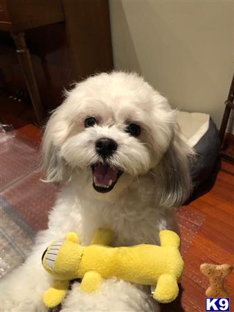 Shichons female dog