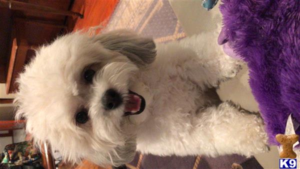 Shichons female dog