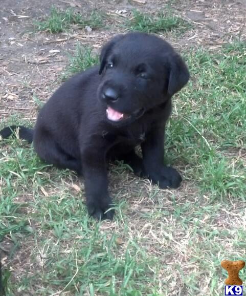 labrador retriever puppies nc chocolate labrador retriever puppies for sale in nc breeds picture labrador retriever puppies nc chocolate labrador retriever puppies for sale in nc breeds picture