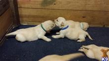 labrador retriever puppy posted by butchinnc