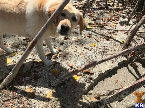 Labrador Retriever female dog: Yellow Labrador Retriever standing among mangrove roots on sandy ground