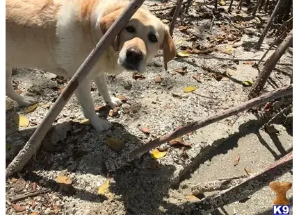 Labrador Retriever