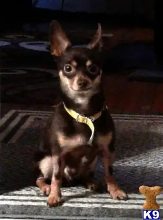 Chihuahua