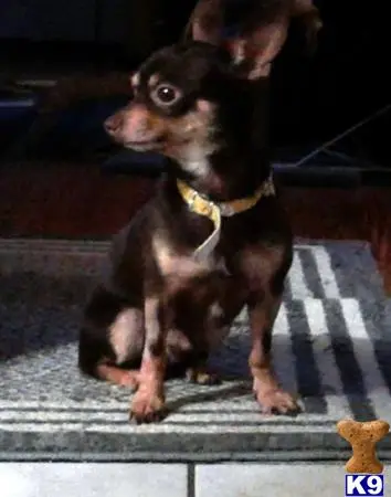 Chihuahua stud dog