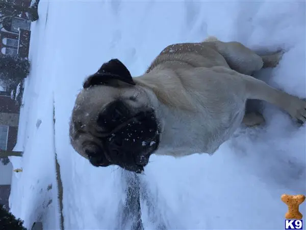 Pug stud dog