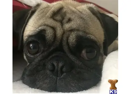 Pug