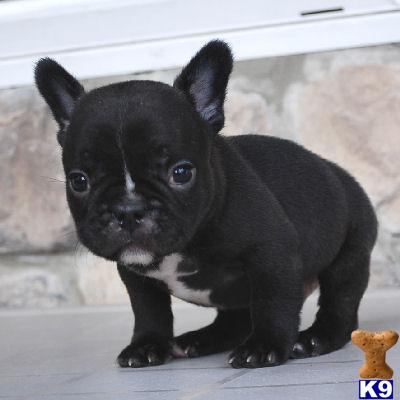 French Bulldog Puppy for Sale: Akc Registered Male Tayson 13 Years old