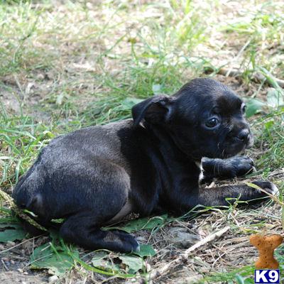 boston terrier puppies missouri boston terrier puppies for sale missouri mo breeds picture boston terrier puppies missouri boston terrier puppies for sale missouri mo breeds picture