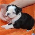 Boston Terrier