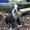 Boston Terrier