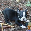 Boston Terrier
