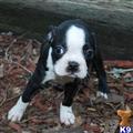 Boston Terrier