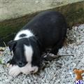 Boston Terrier