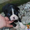Boston Terrier