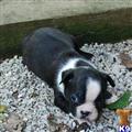 Boston Terrier