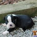 Boston Terrier