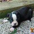 Boston Terrier