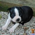 Boston Terrier