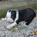 Boston Terrier