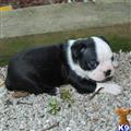 Boston Terrier