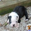 Boston Terrier